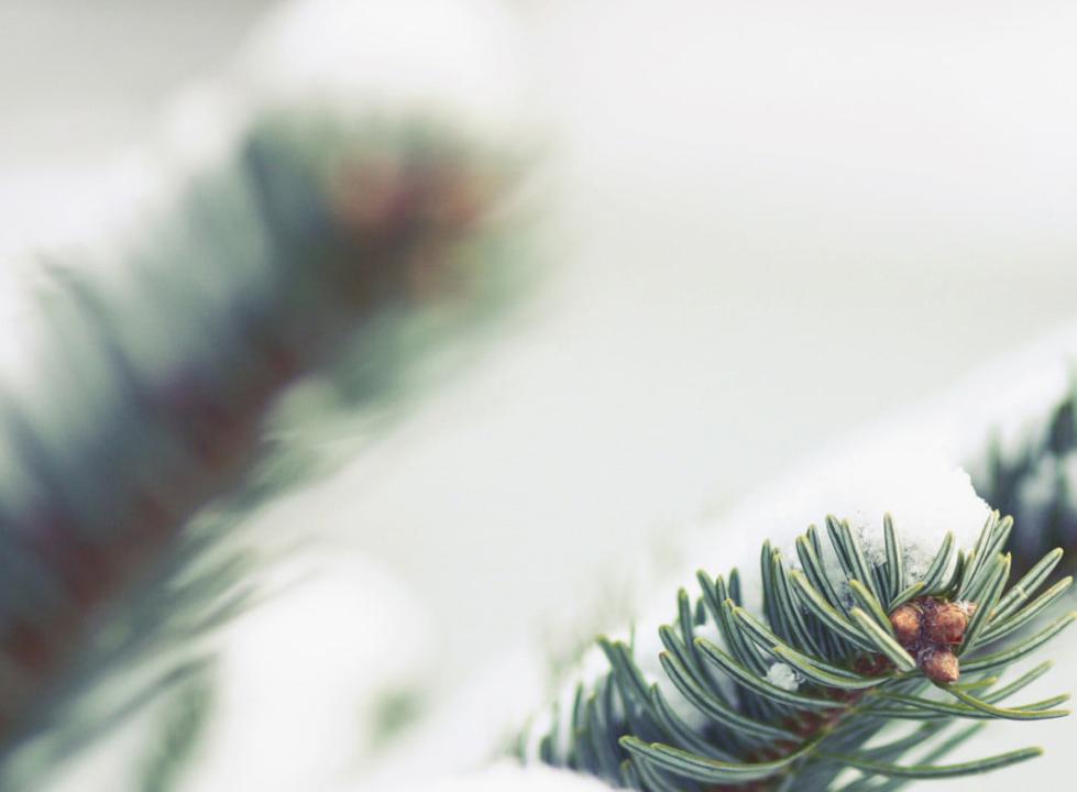 Bio-Weihnachtsbäume