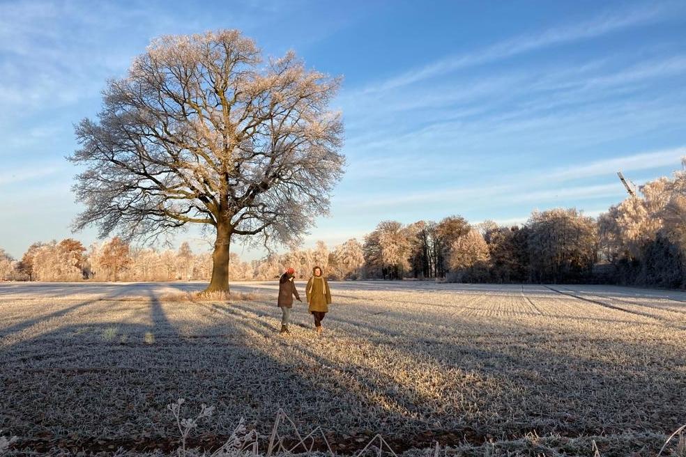 Baum im Winter