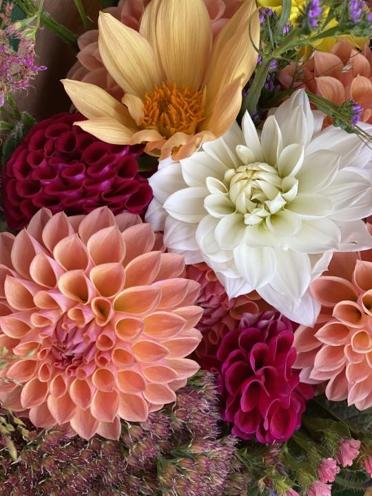 Dahlienblüten