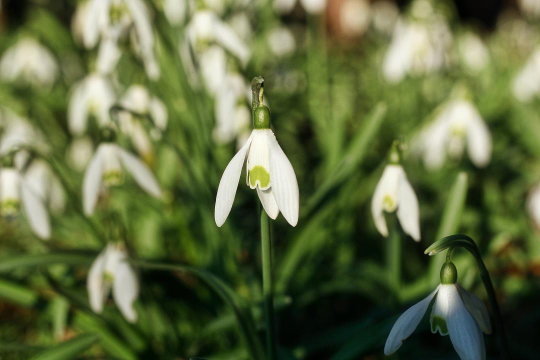 Frühlingblumen
