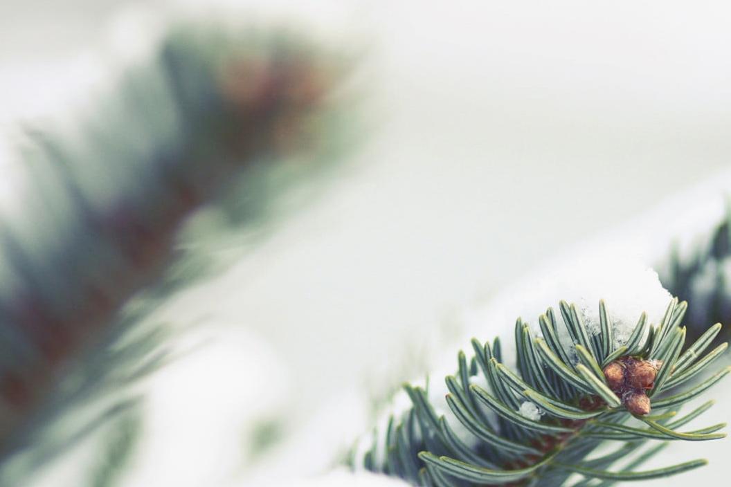 Weihnachtsbäume Verkauf