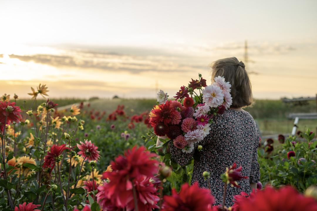 Blumen zum selbstpflücken
