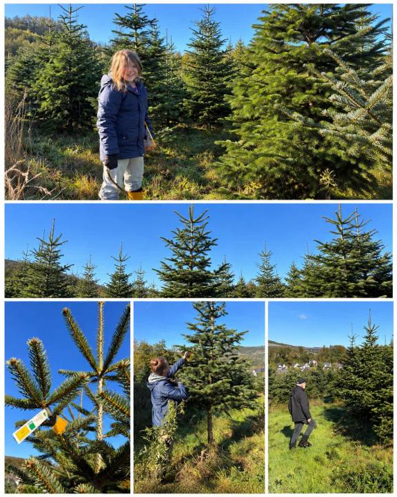 Fotocollage vom Weihnachtsbaumhof