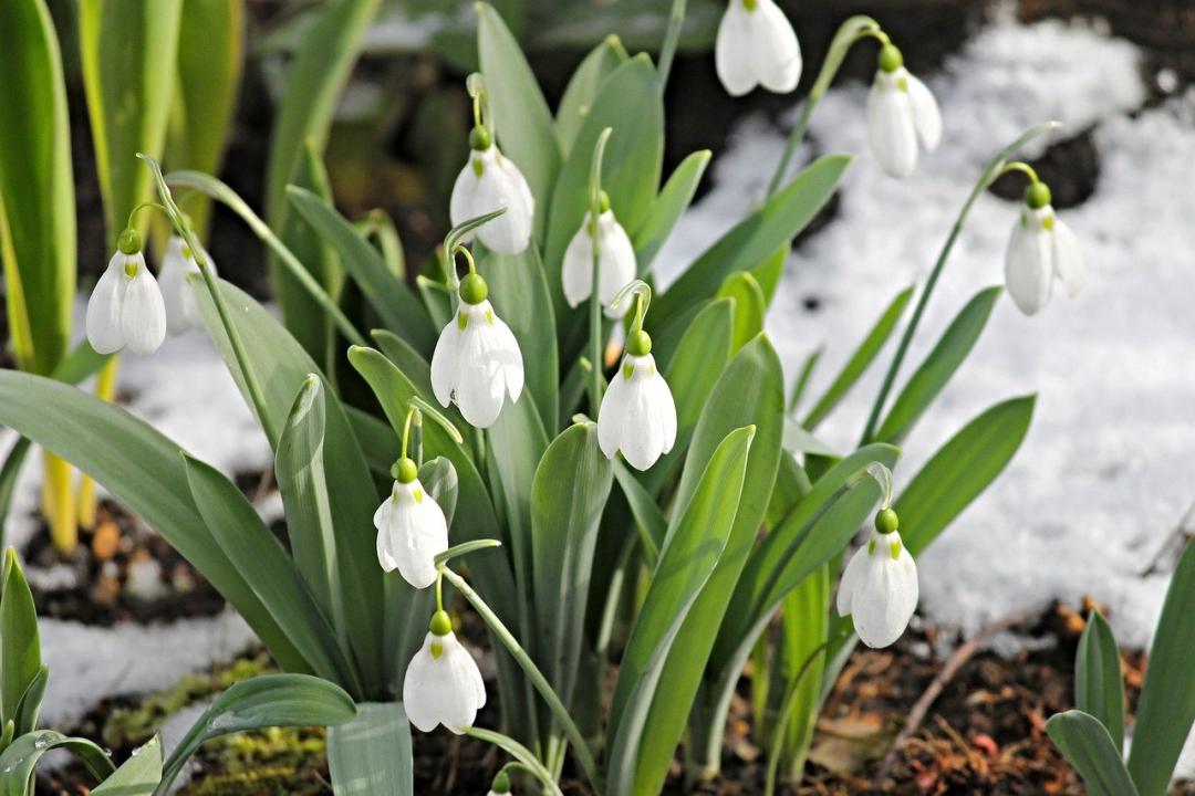 Schneeglöckchen