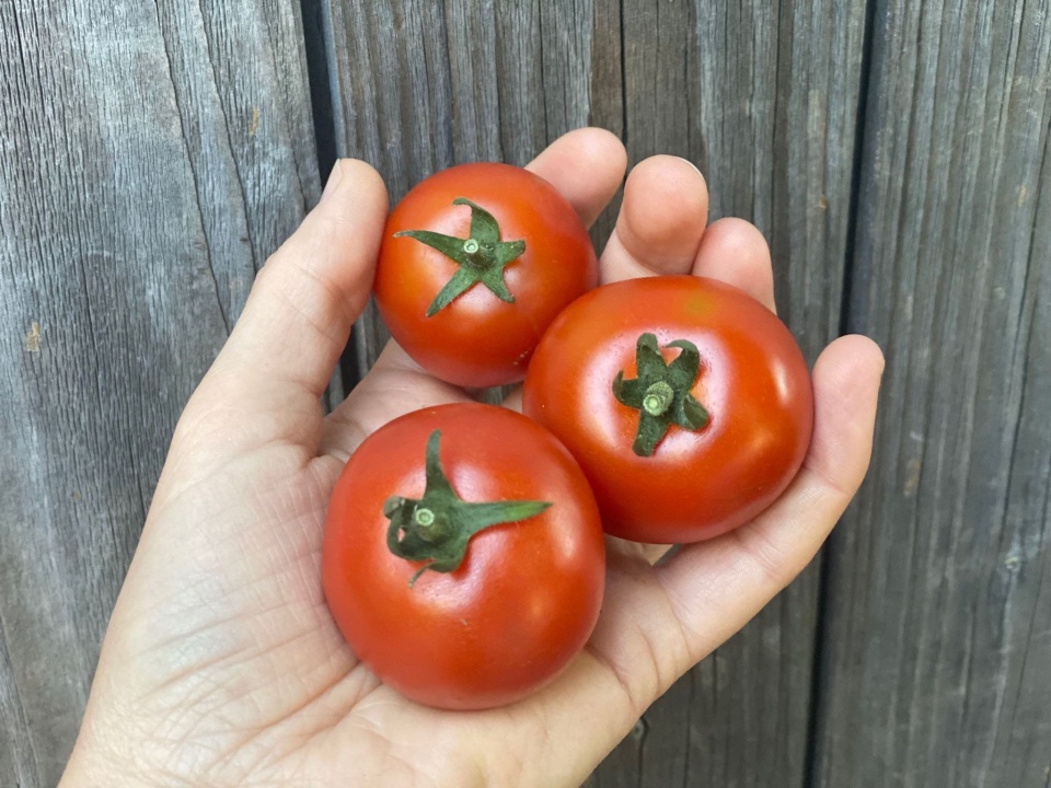 Erste Tomaten aus eigenem Anbau
