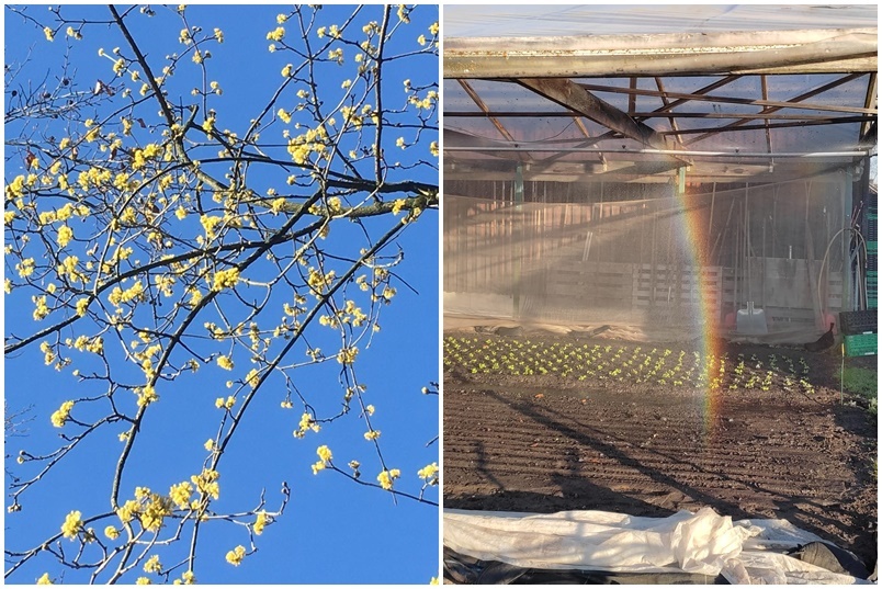 Kornelkirschen-Blüte / Regenbogen Bewässerung
